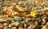 Fotoseite - Farben des Herbstes - Herbstimpressionen - 22.10.2020, 

- Foto: René Vigneron / VRM Bild, 


