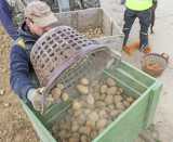 wiloka - Was Landwirt schafft - Ausgabe Mai - Kartoffeln setzen - 02.05.21, - Foto: René Vigneron / VRM Bild, 