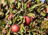 wiloka - Serie Landwirtschaft - Oktober - Zuckerrüben - 24.10.21Seit Jahren unbehandelt sehen die Äpfel so aus,- Foto: René Vigneron / VRM Bild, 