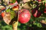 wiloka - Serie Landwirtschaft - Oktober - Zuckerrüben - 24.10.21
Seit Jahren unbehandelt sehen die Äpfel so aus,

- Foto: René Vigneron / VRM Bild, 


